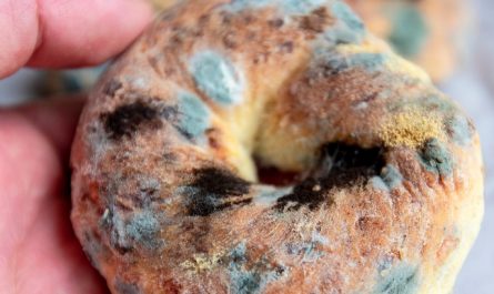 Rêver de moisissure : 19 Interprétations et Symboles