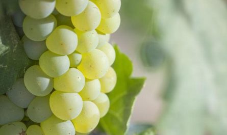 Rêver de raisins verts : 11 Interprétations et Symboles