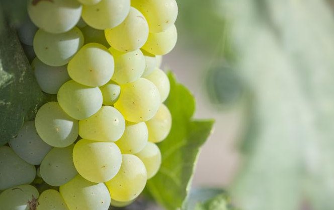 Rêver de raisins verts : 11 Interprétations et Symboles