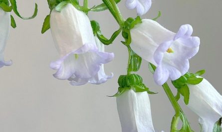 Rêver de campanettes : 13 Interprétations et Symboles