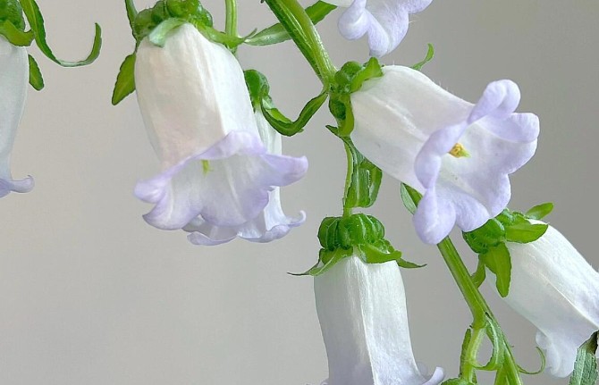 Rêver de campanettes : 13 Interprétations et Symboles