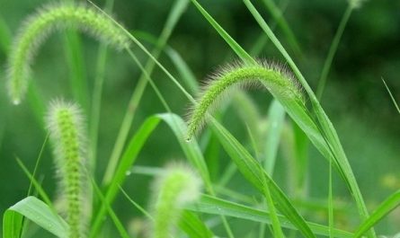 Rêver de faire pousser de l’herbe neuve : 12 Interprétations et Symboles