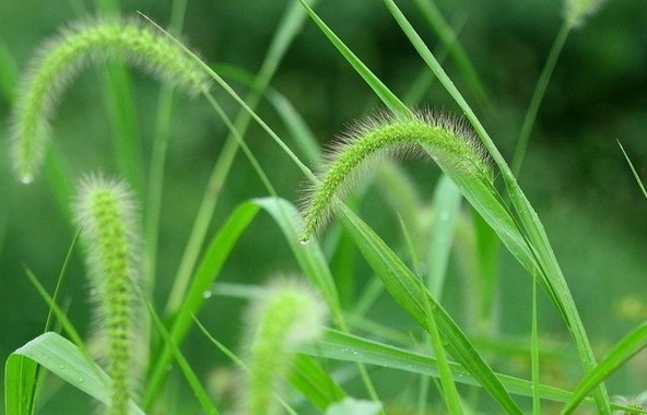 Rêver de faire pousser de l’herbe neuve : 12 Interprétations et Symboles