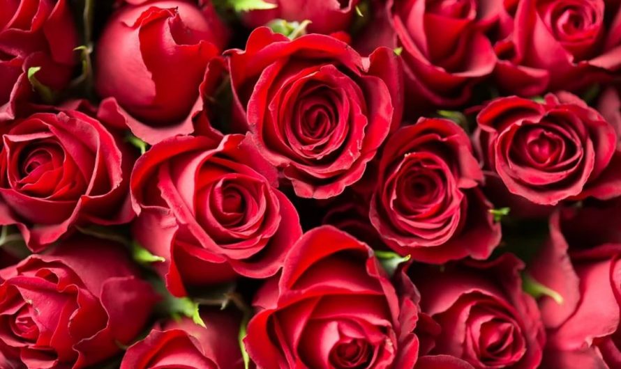 Rêver de fleurs : 28 Interprétations et Symboles