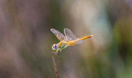 Rêver de libellules : 10 Interprétations et Symboles