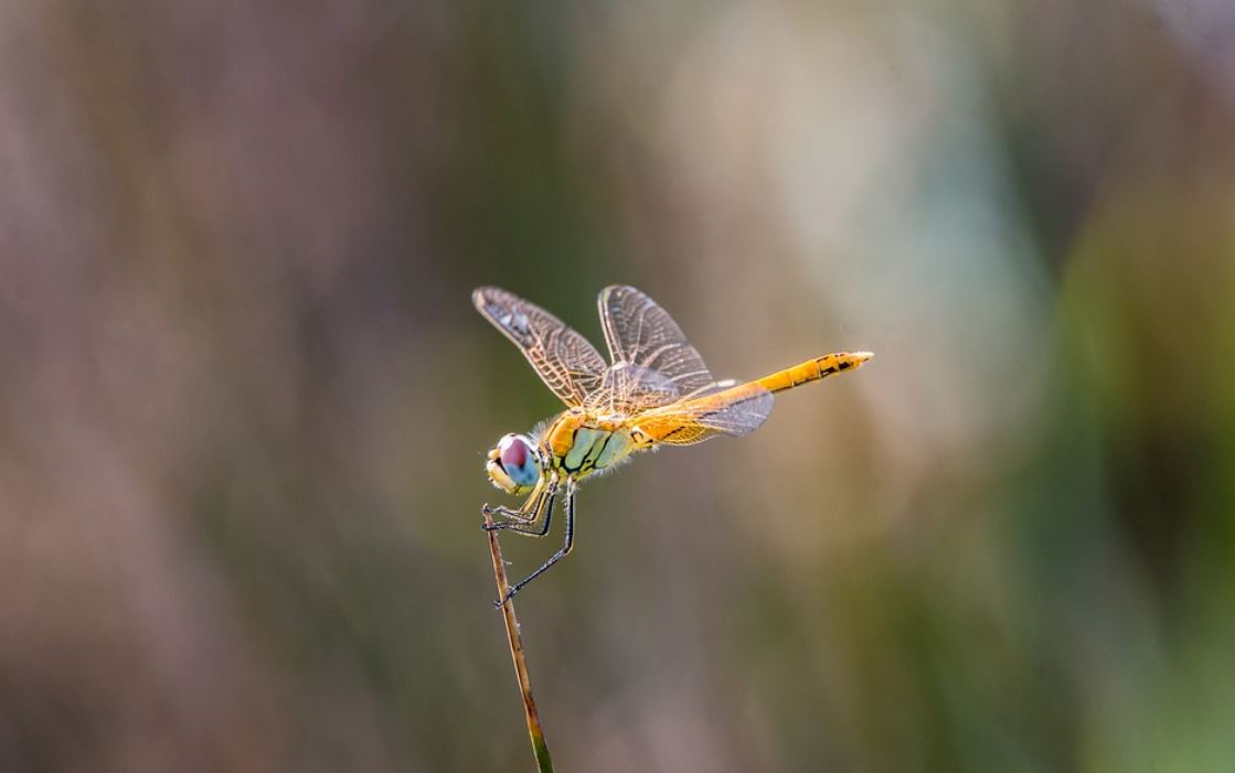 Rêver de libellules : 10 Interprétations et Symboles