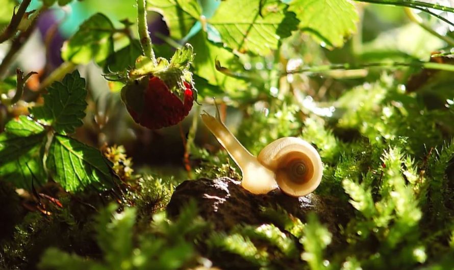 Rêver d&rsquo;escargots : 25 Interprétations et Symboles