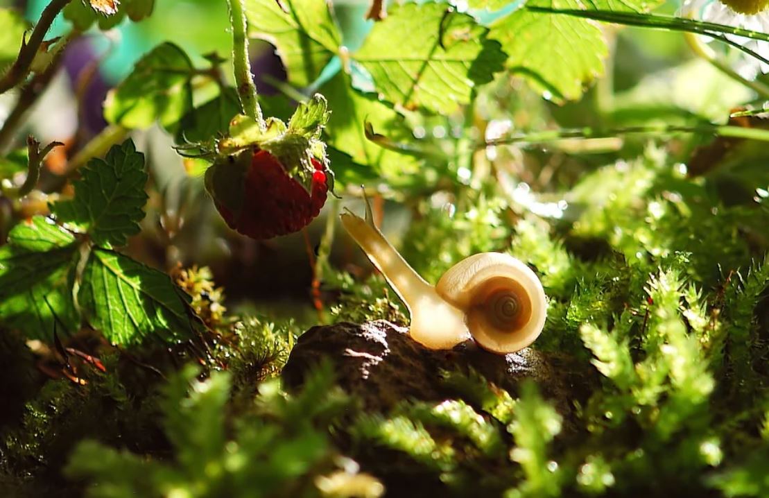 Rêver d'escargots : 25 Interprétations et Symboles