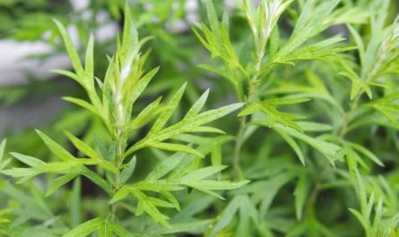 Rêver d'armoise : 15 Interprétations et Symboles