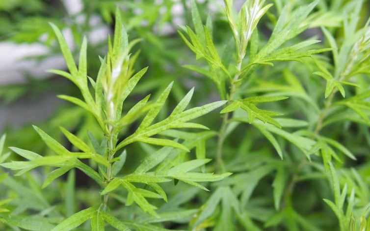 Rêver d'armoise : 15 Interprétations et Symboles