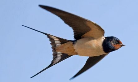 Rêver d'hirondelles : 22 Interprétations et Symboles