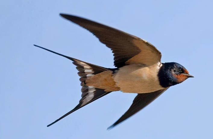 Rêver d'hirondelles : 22 Interprétations et Symboles