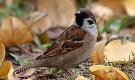 Rêver de moineaux : 19 Interprétations et Symboles