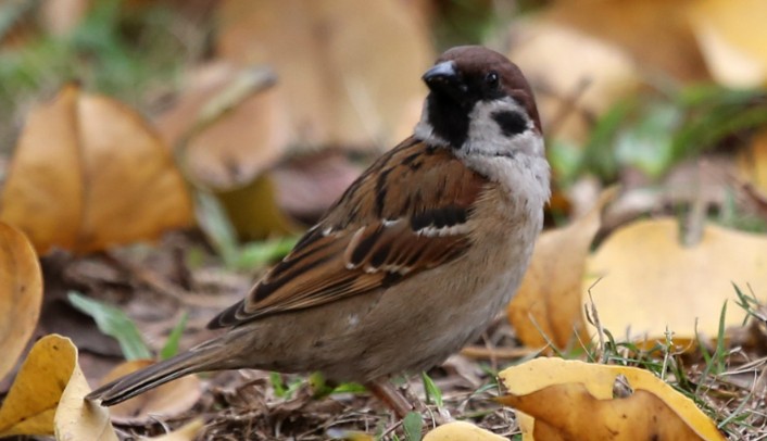 Rêver de moineaux : 19 Interprétations et Symboles