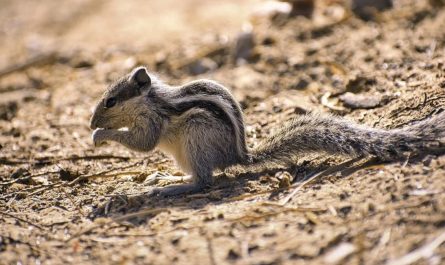 Rêver d'écureuils : 27 Interprétations et Symboles