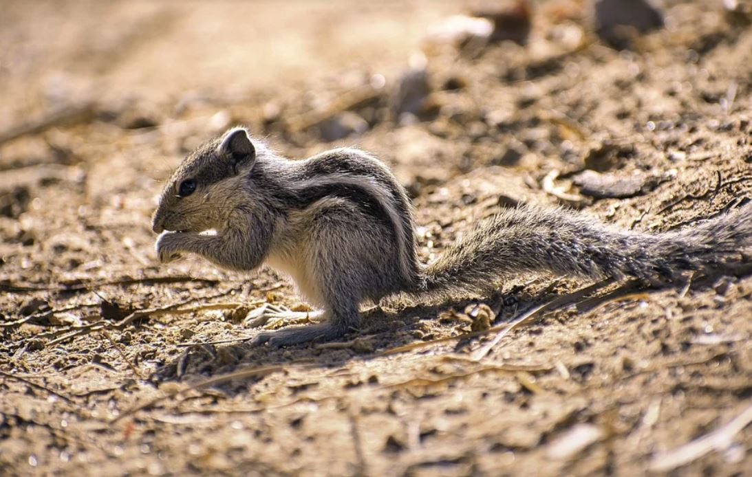 Rêver d'écureuils : 27 Interprétations et Symboles