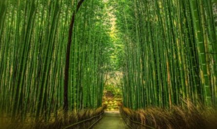 Rêver de bambou : 19 Interprétations et Symboles