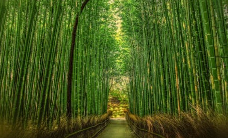 Rêver de bambou : 19 Interprétations et Symboles