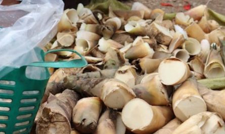 Rêver de pousses de bambou : 17 Interprétations et Symboles