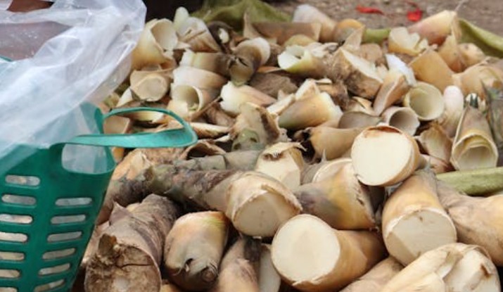 Rêver de pousses de bambou : 17 Interprétations et Symboles