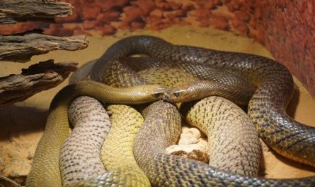 Rêver de nombreux serpents : 17 Interprétations et Symboles