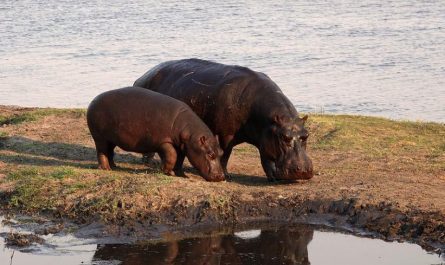 Rêver d'hippopotames : 22 Interprétations et Symboles