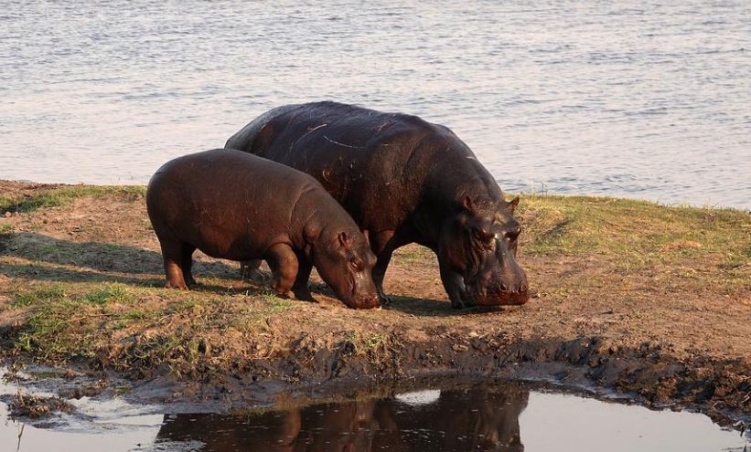 Rêver d'hippopotames : 22 Interprétations et Symboles