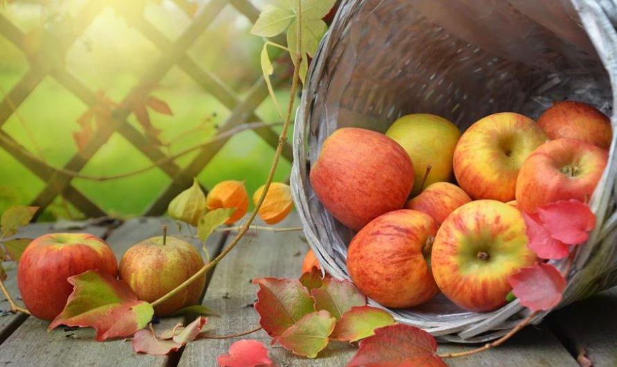 Rêver de pommes : 16 Interprétations et Symboles