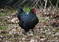 Rêver d'une poule noire : 13 Interprétations et Symboles