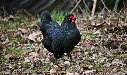 Rêver d'une poule noire : 13 Interprétations et Symboles