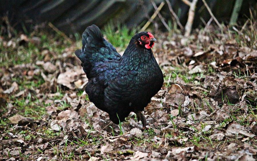 Rêver d'une poule noire : 13 Interprétations et Symboles