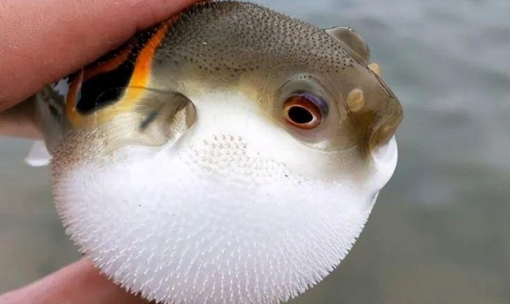 Rêver de poisson-globe : 20 Interprétations et Symboles