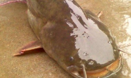 Rêver de poissons-chats : 17 Interprétations et Symboles