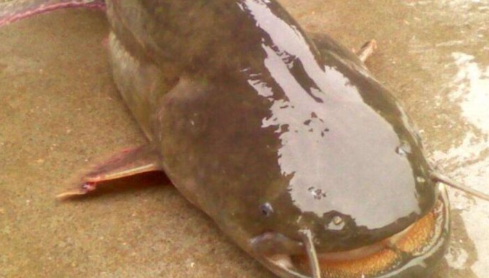 Rêver de poissons-chats : 17 Interprétations et Symboles