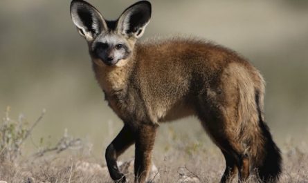 Rêver d'un renard du désert : 7 Interprétations et Symboles