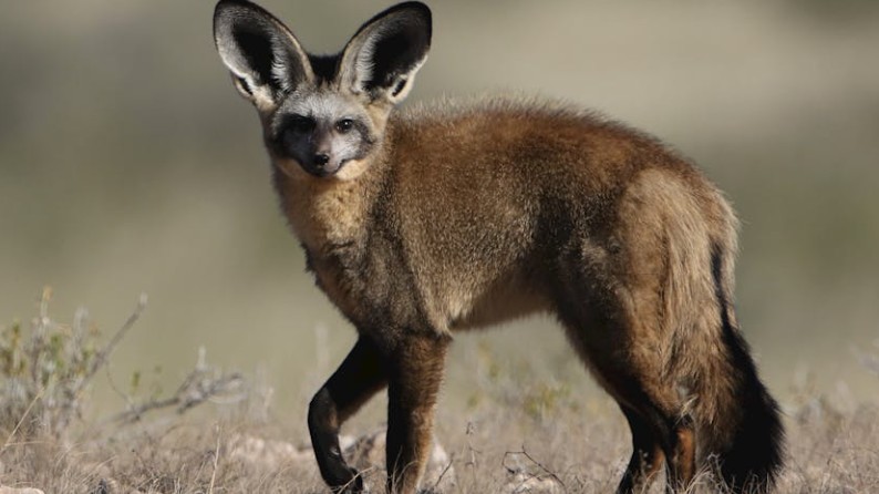 Rêver d'un renard du désert : 7 Interprétations et Symboles