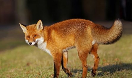 Rêver d'un renard roux : 7 Interprétations et Symboles