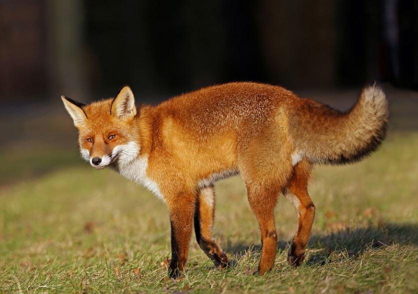 Rêver d'un renard roux : 7 Interprétations et Symboles