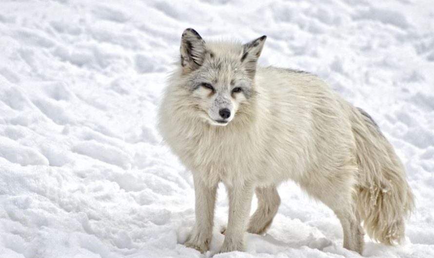 Rêver d&rsquo;un renard blanc : 7 Interprétations et Symboles