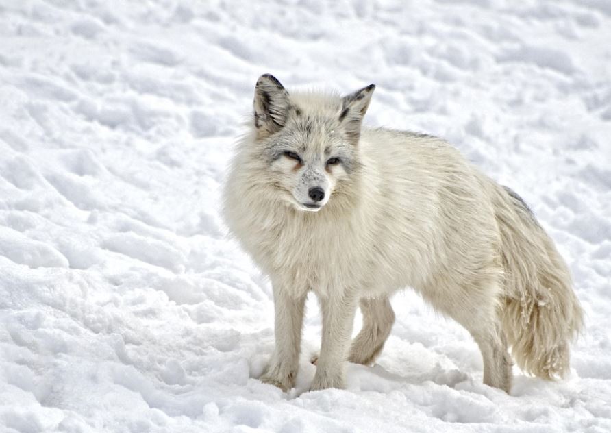 Rêver d'un renard blanc : 7 Interprétations et Symboles