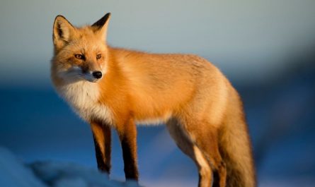 Rêver d'être mordu par un renard : 7 Interprétations et Symboles