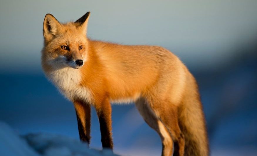 Rêver d&rsquo;être mordu par un renard : 7 Interprétations et Symboles