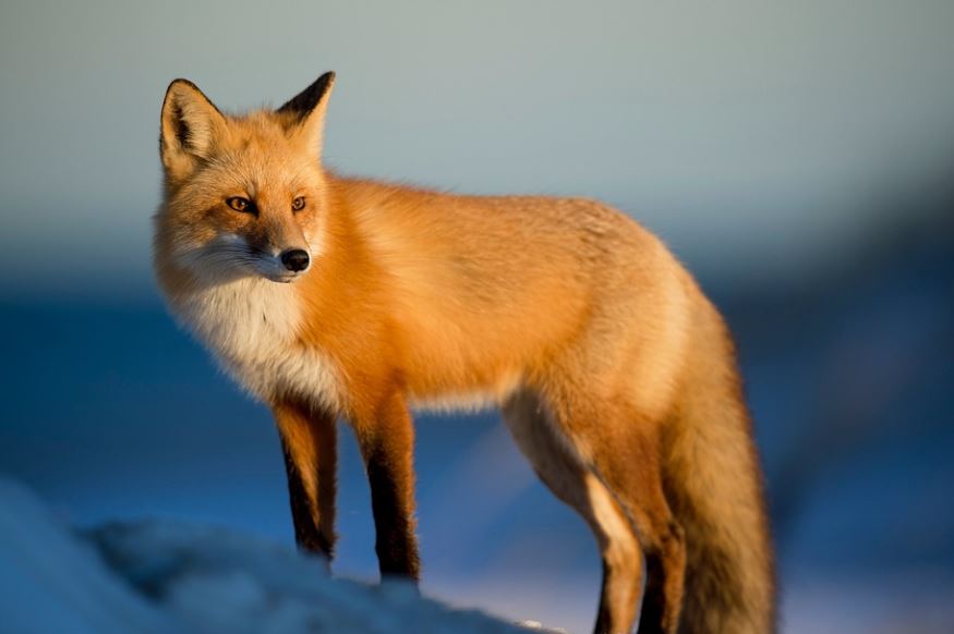 Rêver d'être mordu par un renard : 7 Interprétations et Symboles