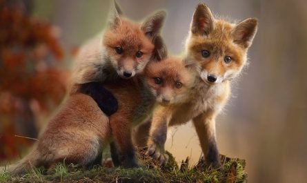 Rêver de renardeaux : 7 Interprétations et Symboles