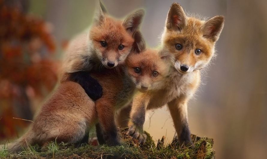 Rêver de renardeaux : 7 Interprétations et Symboles