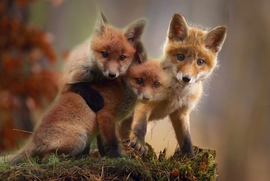 Rêver de renardeaux : 7 Interprétations et Symboles