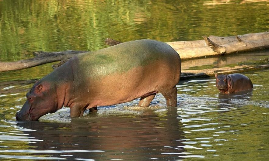 Rêver d&rsquo;un bébé hippopotame : 7 Interprétations et Symboles