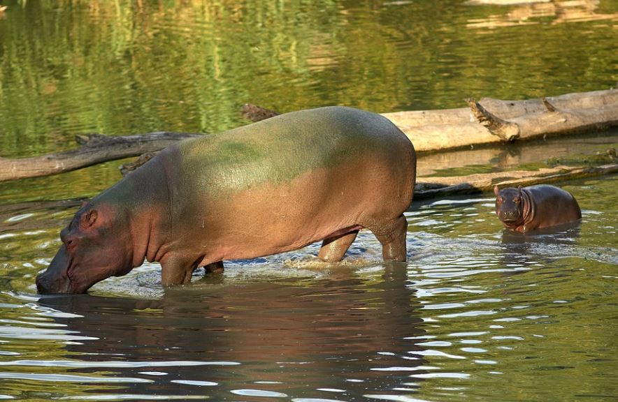 Rêver d'un bébé hippopotame : 7 Interprétations et Symboles