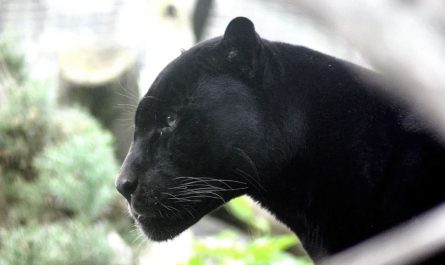 Rêver d'une panthère noire : 9 Interprétations et Symboles