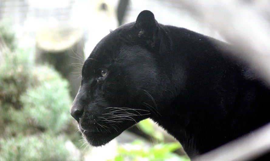 Rêver d&rsquo;une panthère noire : 9 Interprétations et Symboles